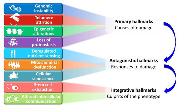 The 9+1 Hallmarks of Aging and How to Reverse Them