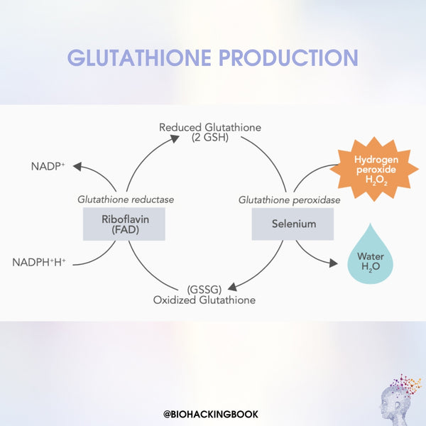 How to Optimally Support Glutathione Levels in the Body?