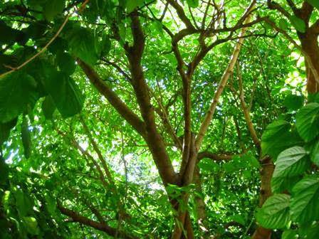 White Mulberry Tree – Tristar Plants