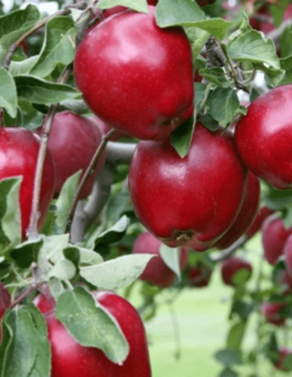 Honeycrisp Apple Trees For Sale at Ty Ty Nursery