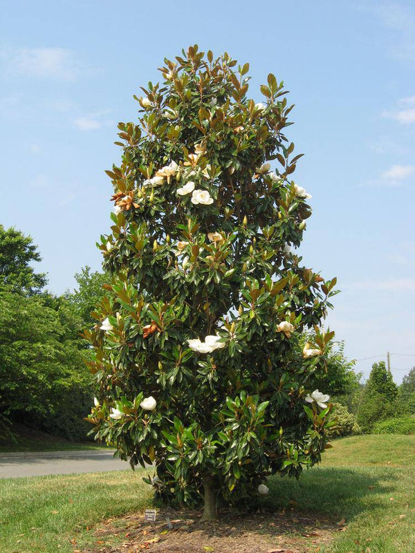 Southern Magnolia Tree seedling - CKKPRODUCTSLLC