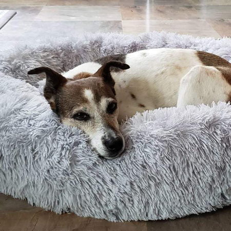 Coussin Apaisant Comfy Bed Pour Chien Chat Toutouland Coussin Apaisant Comfy Bed Pour Chien Chat Toutouland