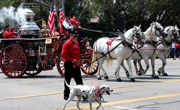 Dalmation at a parade with fire trucks