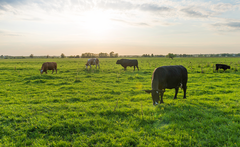 Grass fed whey