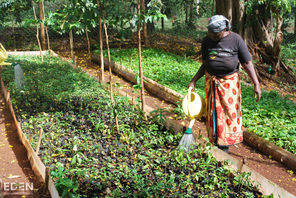 reforestation