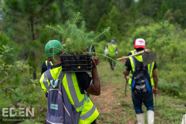 reforestation