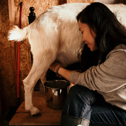 Eden Body Care Milking Goats