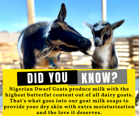 Nigerian Dwarf goats milk has the highest butterfat content