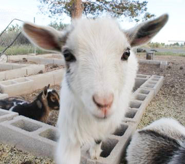 Goat Milk Soap Benefits  Eden Body Care Handmade Soap Las Vegas