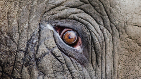 citations animaux