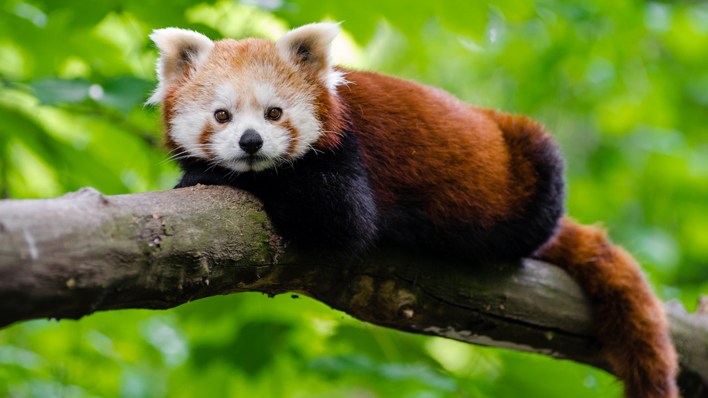 Quelle est l’alimentation du panda roux ?