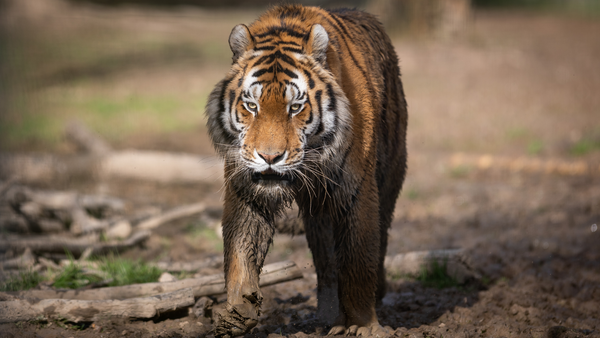 image de tigre
