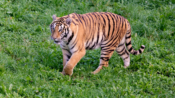 image tigre