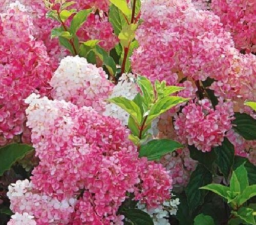 Image of Hydrangea paniculata pink lady plant