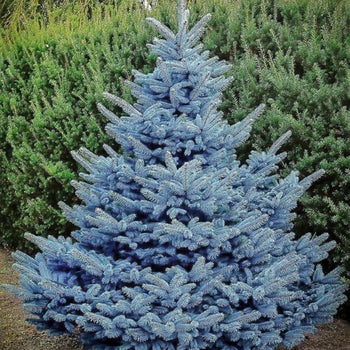 Colorado Blue Spruce Seedlings 8-14″ /20-35cm – H. Richardson Farms Ltd.