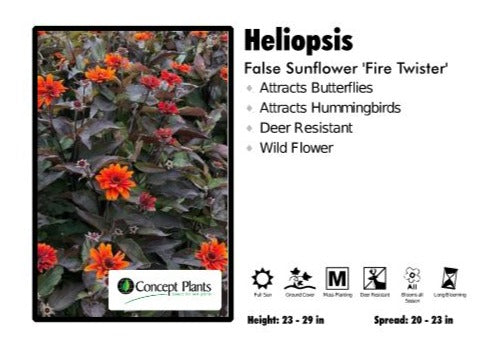 Heliopsis 'Fire Twister' False Sunflower – Pandy's Garden Center