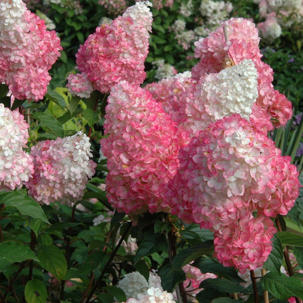 Hydrangea Vanilla Strawberry – Pandy's Garden Center