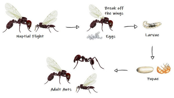 the life cycle of ants in a colony - the pet talk