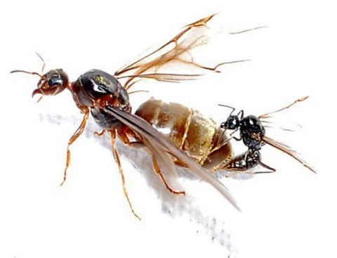 the young queen ant is larger size and the male ant is smaller size - the pet talk