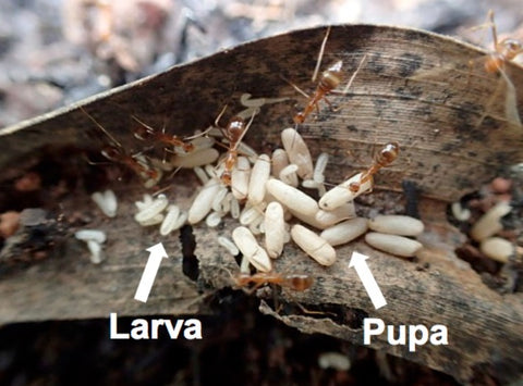Larvae grow and are fed and cared for by the workers - the pet talk