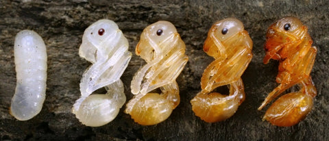 The ant pupae are not fed as they are in a cocoon - the pet talk