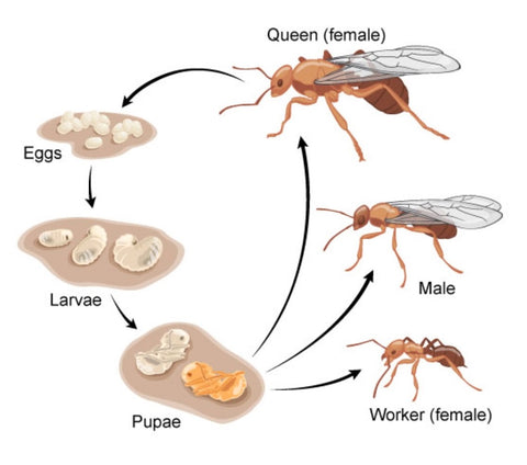 the queen, male and worker ants from cocoons - the pet talk
