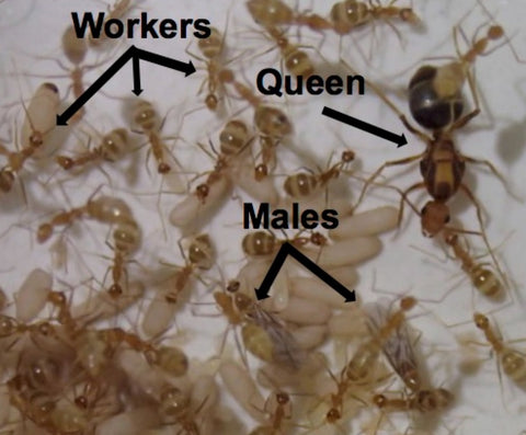 the queen, male and worker ants real ants picture - the pet talk