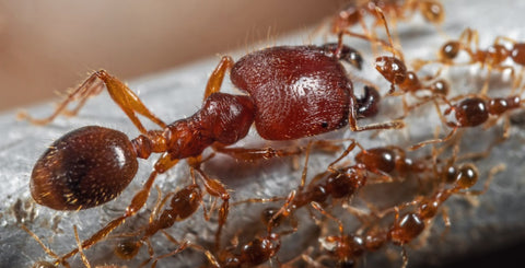the soldier and worker ants, head and boxy differences - the pet talk