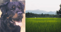 the pet talk - The Farmer & His Dog Passed Away in Different Days within A Short Period 