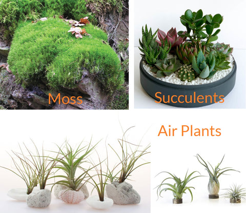 the pet talk Ants Farm Plants Type