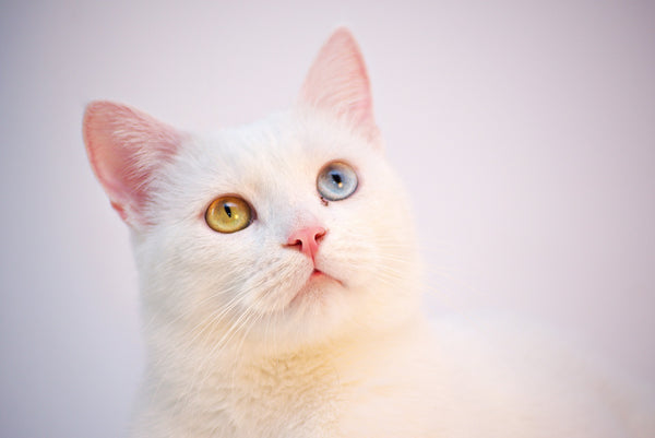 Cat eyes are beautiful - The Pet Talk