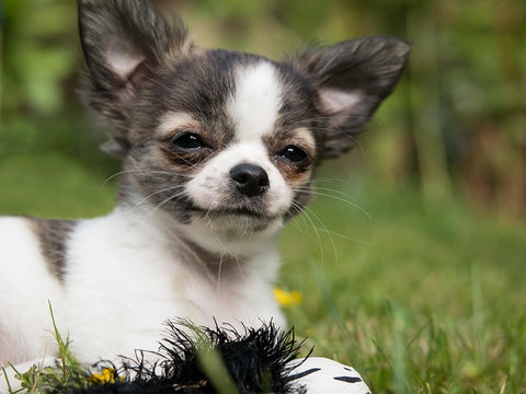 the pet talk - Dog's eyes Squinting during Eye Contact