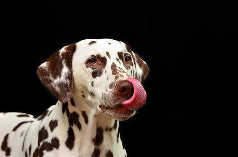 the pet talk - Dog do the Lip-licking