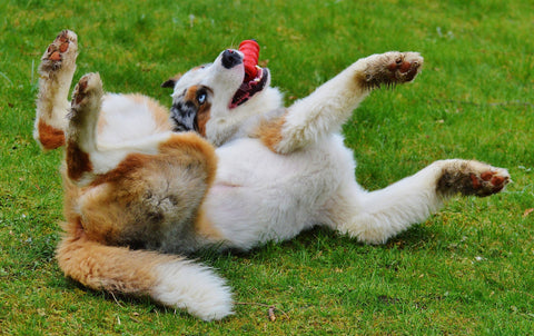 the pet talk - The Playful Dog with the Weird Position, Awesome!