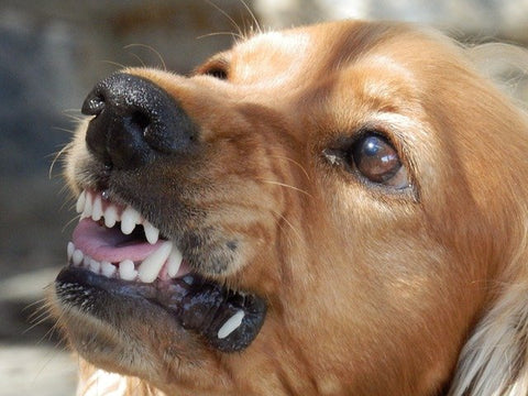 the pet talk - Dog Nose Wrinkling