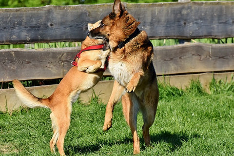 the pet talk - Dogs Fight when Breaking Eye Contact