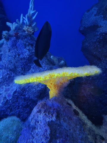 Cairns Aquairum with Kids