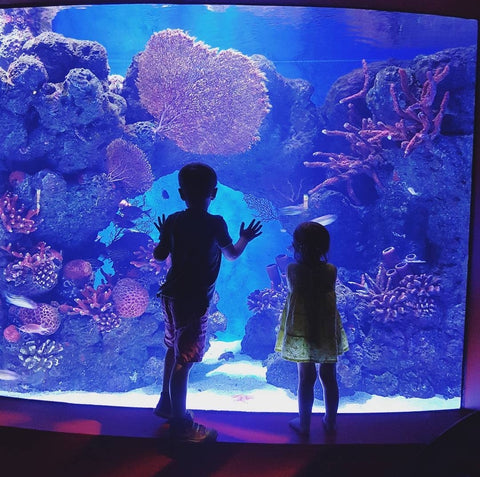 Our Kids love visiting the Cairns Aqurium, if your a local check out their annual pass for a year full of educational underwater beauty and fun!