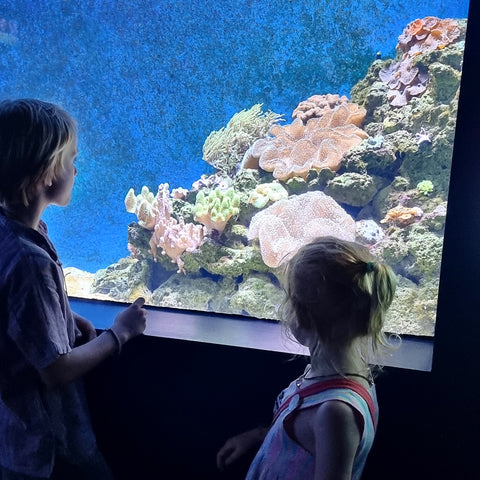 On rainy days in Cairns, take your kids to visit the cairns aquarium