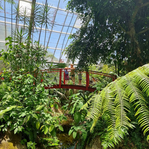 If youre looking for a rainy day activity in kuranda, head into the butterfly sanctuary for fun and educational day with your family