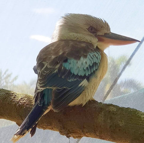 We loved going to the Wilf Life Park at Port Douglas and seeing the blue crested Kookaburra! 