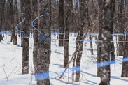 Canadian Organic Maple syrup lines.jpeg__PID:731315c6-8632-4190-aee5-d80988d85a88