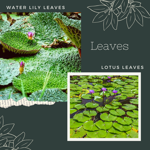 65 Spiritual Water Lily Tattoos Meanings  Ideas  Tattoo Me Now