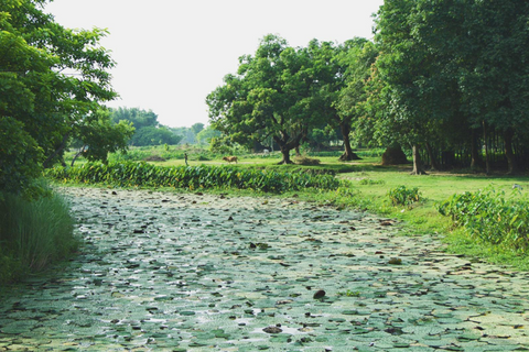 Bihar water lily pops pond ZENKo