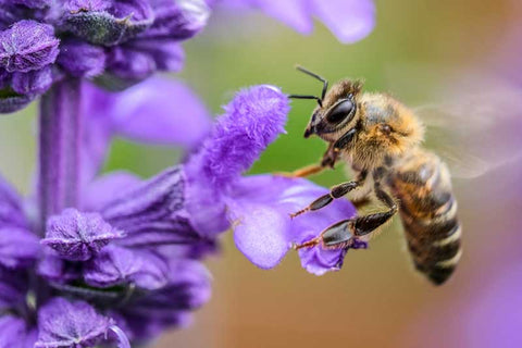 pollenating bee flower purple