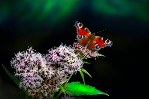 moth butterfly pollinating a plant