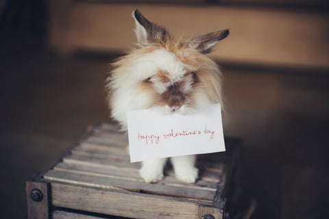eco friendly valentines day cards with rabbit