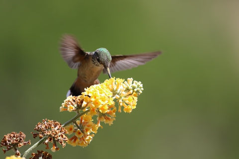 hummingbird pollinating flower