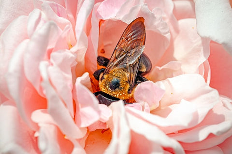 rose with bee