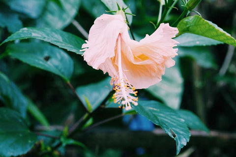 tea flower